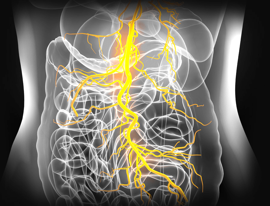 Neck Vagus Nerve