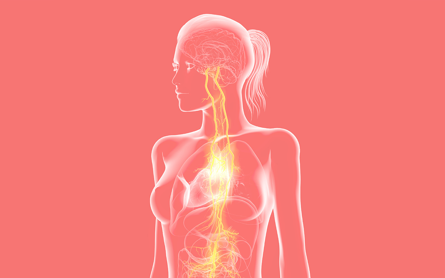 Neck Vagus Nerve