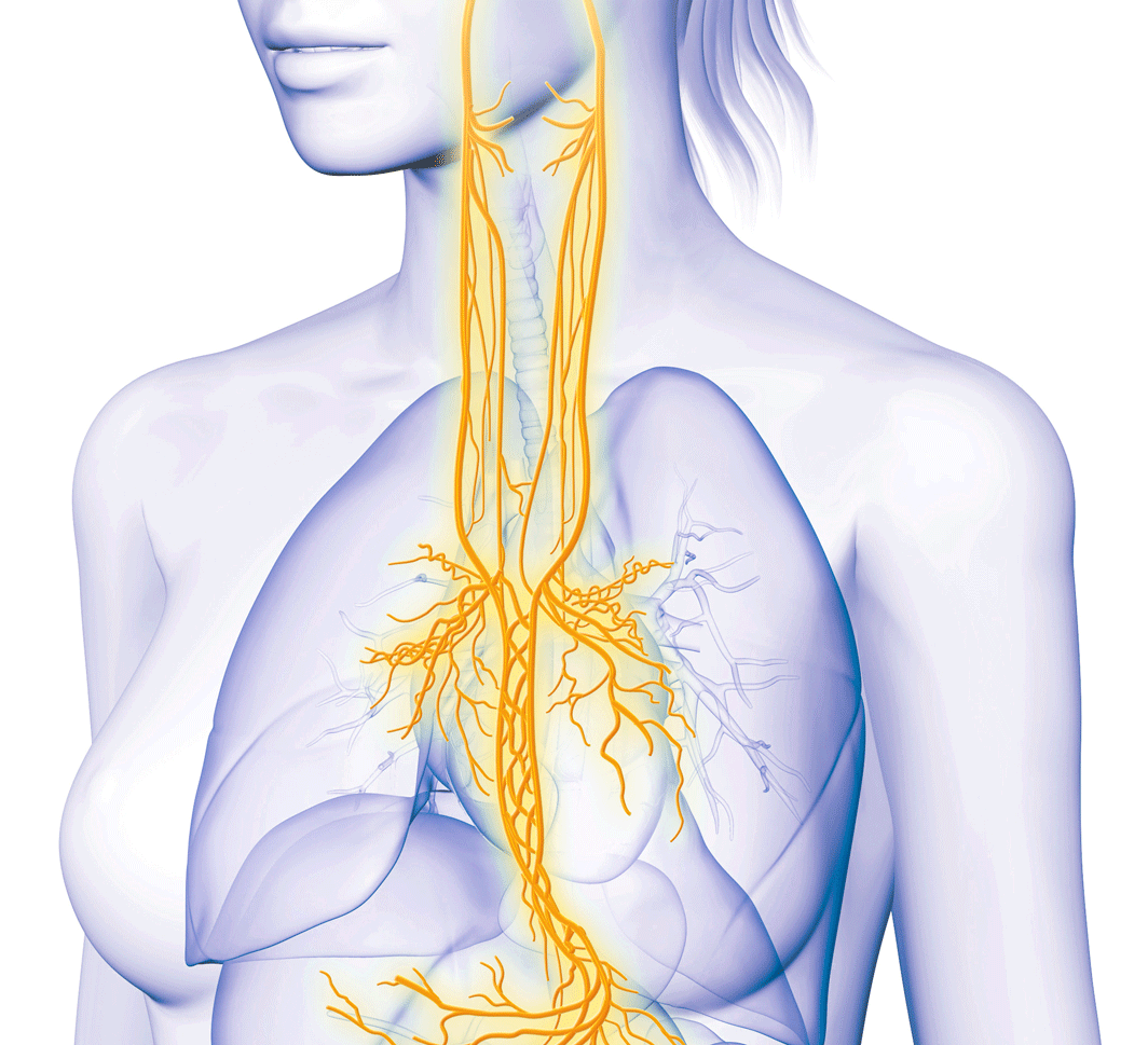 Neck Vagus Nerve