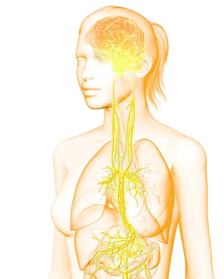 Neck Vagus Nerve